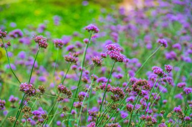 Tayland 'da Verbena çiçekleri.