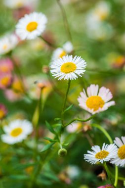 Parkta küçük beyaz çiçekler, Tayland.