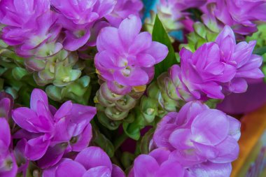 Siam lale ya da Zingiberaceae, Tayland 'da satışta.