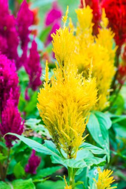 Common Horoz Tarağı Çiçeklerinin Kapanışı, Tayland.