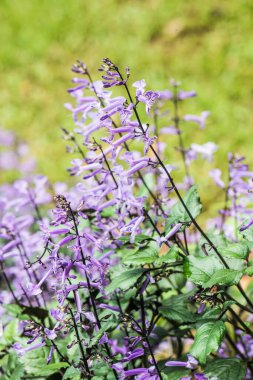 Menekşe çiçek bahçesinde, Tayland.