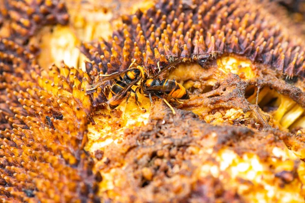 Wasp hornet on jack fruit, Thailand.