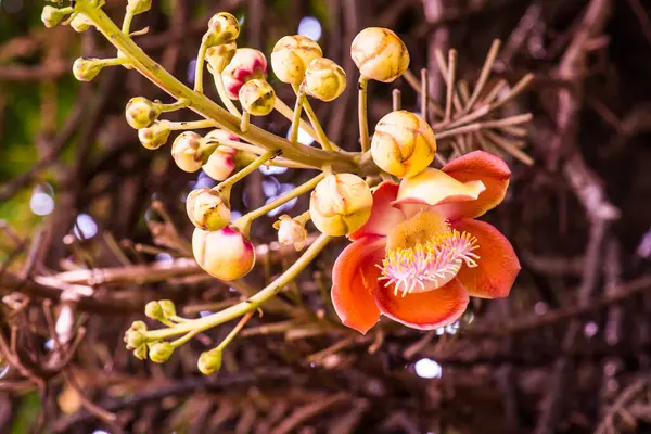 Cannonball Flower or Sal Flower in Thai, Thailand