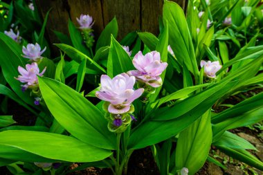 Curcuma Alismatifolia Bahçede, Tayland.