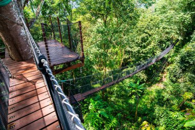Mae Fah Luang Bahçesinde Ağaç Tepesi Yürüyüşü, Chiang Rai.