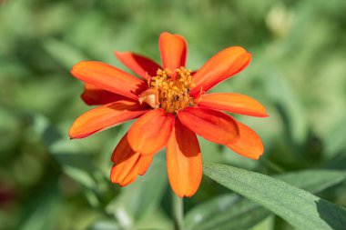 Doğal arka planı olan Zinnia çiçeği, Tayland.