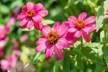 Doğal arka planı olan Zinnia çiçeği, Tayland.