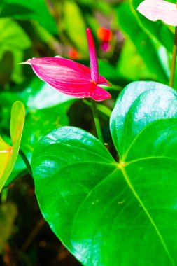 Doğal arka planı olan Anthurium çiçeği, Tayland.