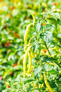 Bitkide taze biber, Tayland