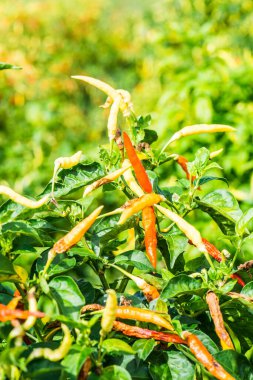 Bitkide taze biber, Tayland