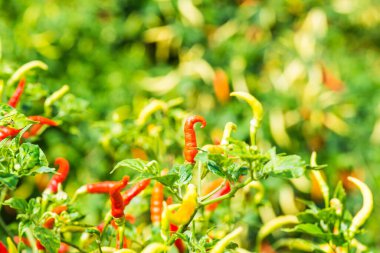 Bitkide taze biber, Tayland