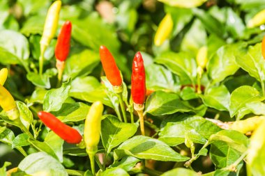 Bitkide taze biber, Tayland