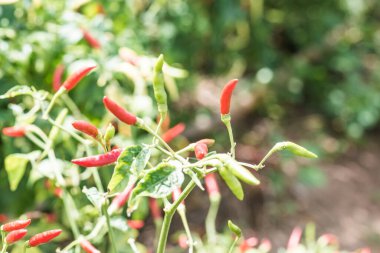 Bitkide taze biber, Tayland