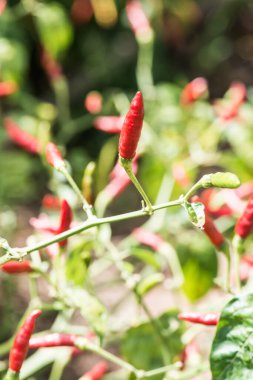 Bitkide taze biber, Tayland