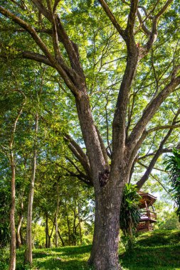 Mae Puem Ulusal Parkı, Tayland Manzarası.