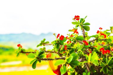 Doğal manzaralı Poi Sian çiçekleri, Tayland.