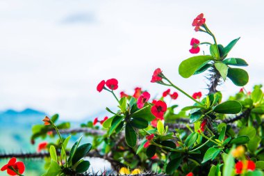 Doğal manzaralı Poi Sian çiçekleri, Tayland.
