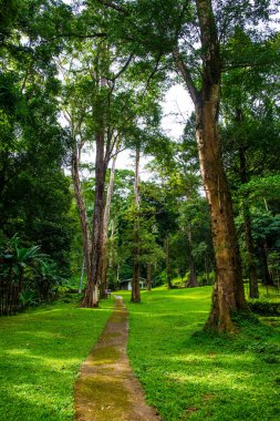 Tayland ulusal parkında küçük beton patika.