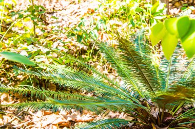 Cycas siamensis Miq, Tayland 'a yakın..