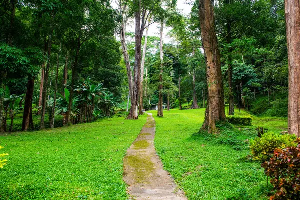 Tayland ulusal parkında küçük beton patika.