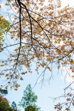 Kiraz çiçeği yaprakları gökyüzü, Tayland.
