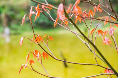 Akçaağaç yaprakları doğal arka planda, Tayland.