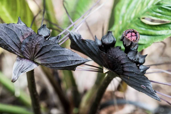 Black Flower in forest, Thailand