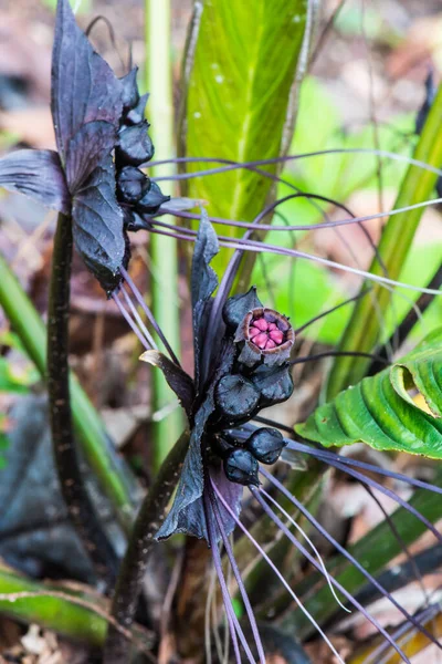 Black Flower in forest, Thailand