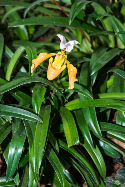 Tayland 'da Paphiopedilum orkidesi.