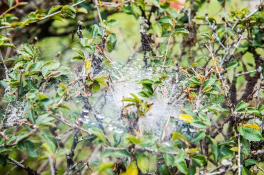 Sabah çiğ taneli örümcek ağı, Tayland.