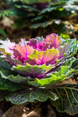 Tayland 'da, parkta süslü lahana..