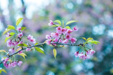 Pink Sakura Flowers in Thai, Thailand. clipart