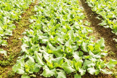 Sebze bahçesinde yeşil Çin lahanası, Tayland.