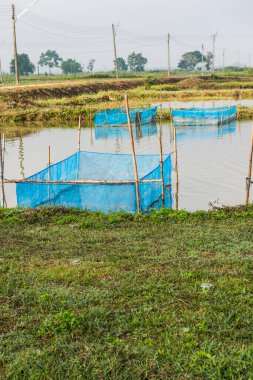 Tayland 'da balık kafesleri.
