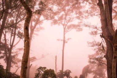 Tayland 'ın Phayao eyaletinde kış mevsiminde sisli bir orman.