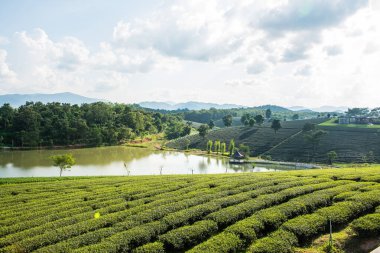 Çay plantasyon içinde Chiang rai Eyaleti, Tayland.