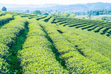 Çay plantasyon içinde Chiang rai Eyaleti, Tayland.