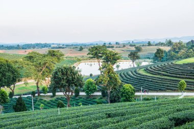 Tayland 'da gölü olan çay çiftliği..