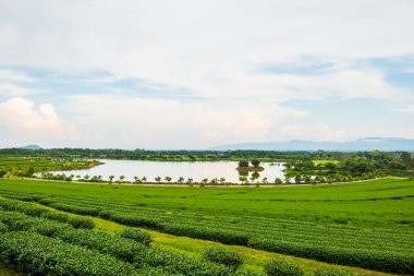 Tayland 'da gölü olan çay çiftliği.