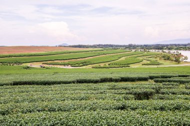 Tayland 'da gölü olan çay çiftliği.