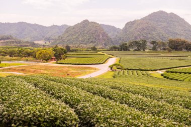 Tayland, Tayland 'da çay çiftliği.