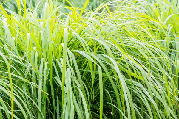 Vetiver Çimeni, Tayland.