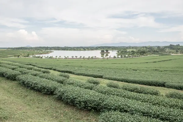 Tayland 'da gölü olan çay çiftliği.