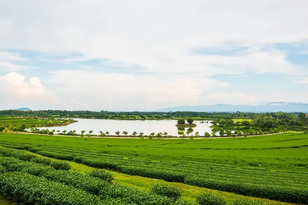 Tayland 'da gölü olan çay çiftliği.