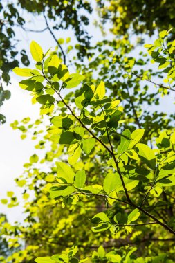 Ormanda yeşil yapraklar, Tayland