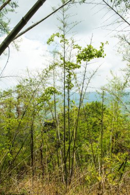 Tayland 'da ormandaki Bambular ve ağaçlar.