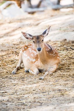 Benekli geyik portresi, Tayland