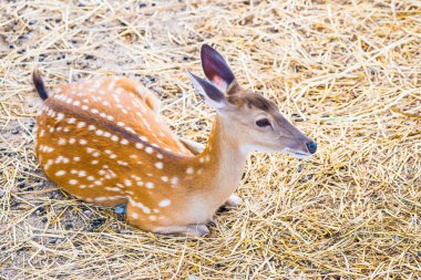 Benekli geyik portresi, Tayland