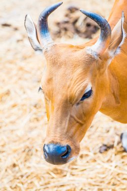 Banteng, Tayland 'ın Baş Fotoğrafı