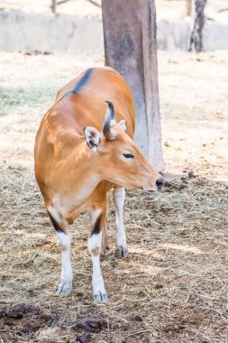 Banteng, Tayland Portresi